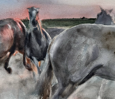 Выставка «Культура лошади. Часть первая. Экспедиция в Камарг»