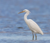 XIII Общероссийский фестиваль природы «Первозданная Россия»