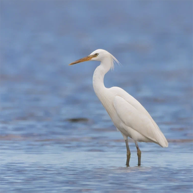 XIII Общероссийский фестиваль природы «Первозданная Россия»