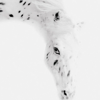 Персональный фотопроект Александра  Забегина  «Они выбрали меня». Посвящается лошадям.