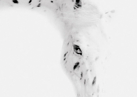 Персональный фотопроект Александра  Забегина  «Они выбрали меня». Посвящается лошадям.