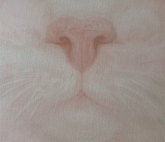 PAWS COMMS x Set Projects: «Выставка кошек»