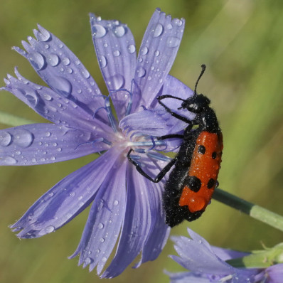 Александр Жданко. В поисках Птицы Счастья