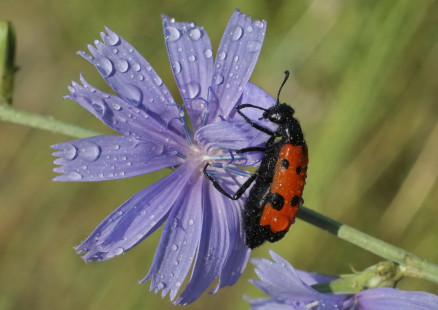 Александр Жданко. В поисках Птицы Счастья