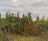 Илья Долгов. Пылающий архипелаг