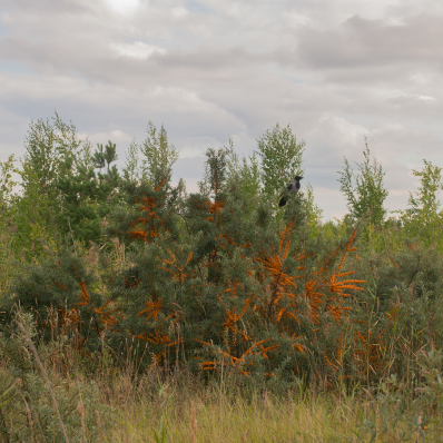 Илья Долгов. Пылающий архипелаг