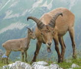 Photo exhibition "Wild nature of Russia"