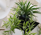 Персональная выставка Вики Малки «Просто лист»