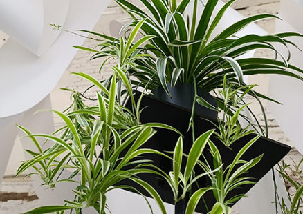 Персональная выставка Вики Малки «Просто лист»